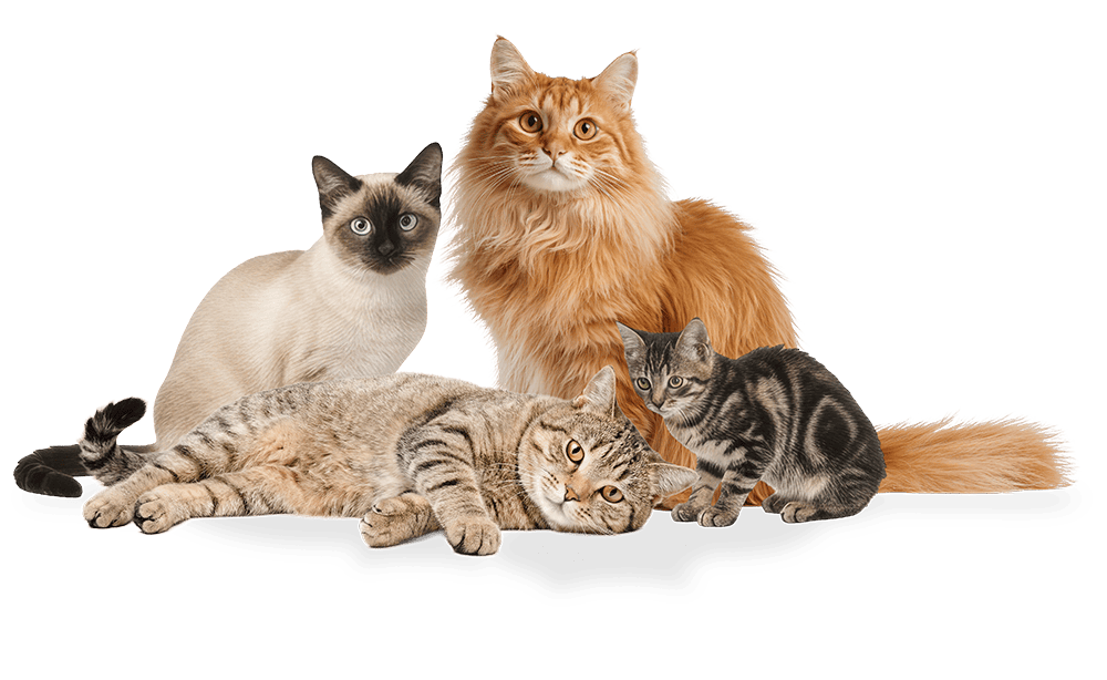 Group of cats